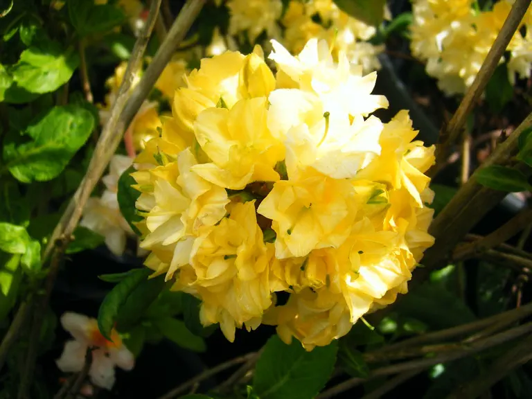Photo of R. 'Calico', Deciduous Azalea Hybrid