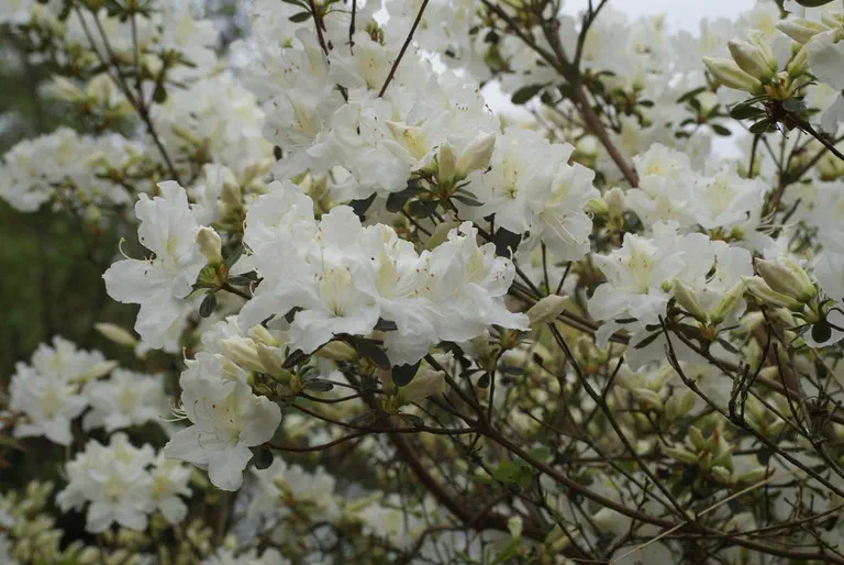 Photo of R. 'Bernina', Evergreen Azalea Hybrid