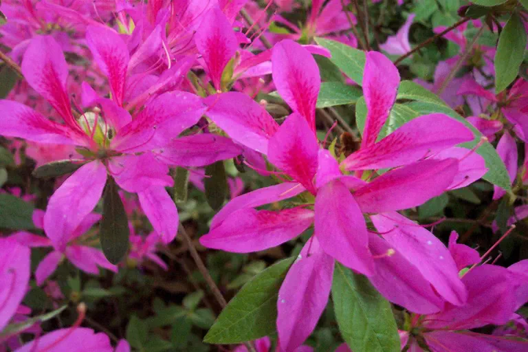 Photo of R. 'Tina's Whorled', Evergreen Azalea Hybrid
