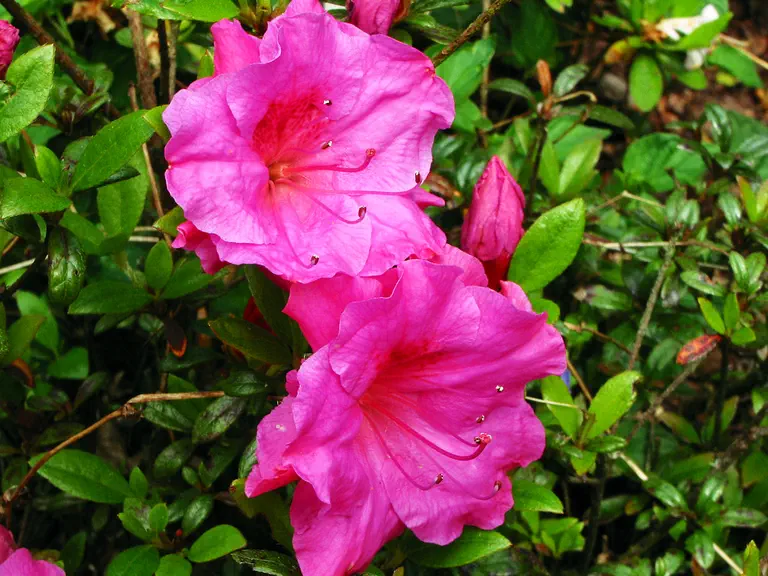 Photo of R. 'Chipmunk', Evergreen Azalea Hybrid
