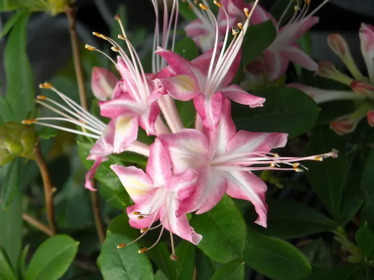 Photo of R. 'Ribbon Candy', Deciduous Azalea Hybrid