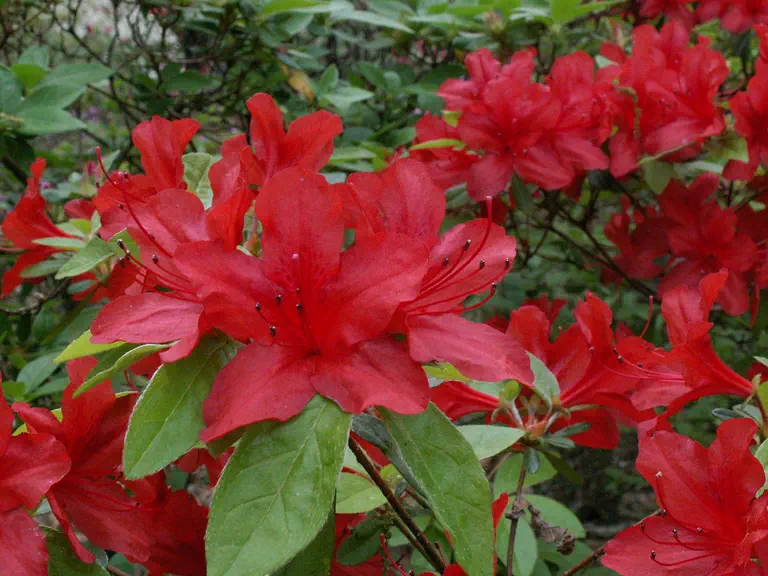Photo of R. 'Emblem', Evergreen Azalea Hybrid