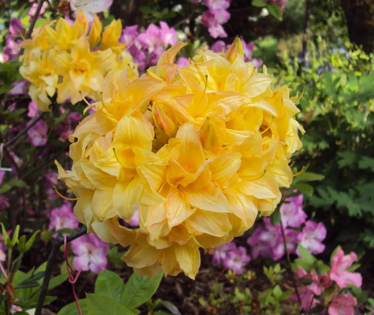 Photo of R. 'Girard Yellow Pom Pom', Deciduous Azalea Hybrid
