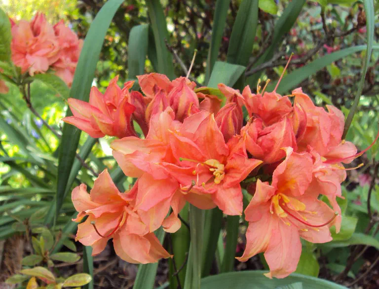 Photo of R. 'Girard Salmon Delight', Deciduous Azalea Hybrid
