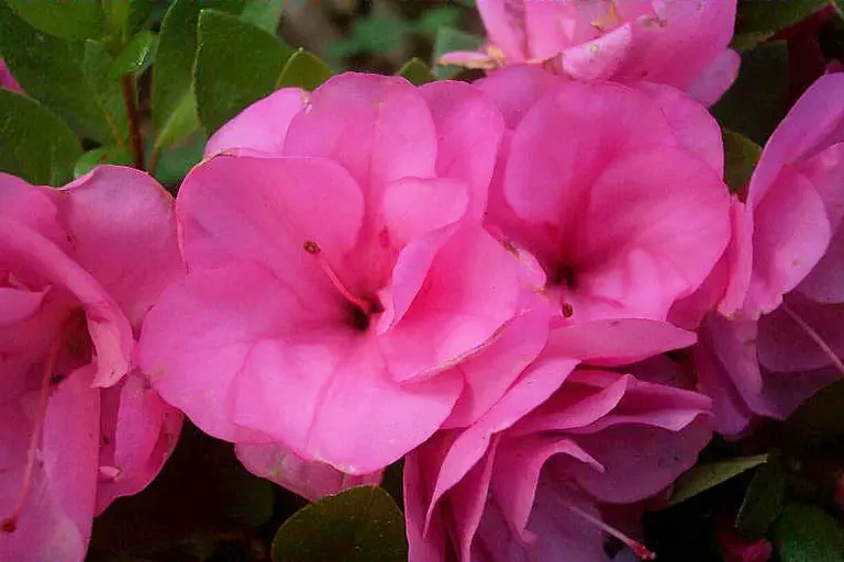 Photo of R. 'Dink', Evergreen Azalea Hybrid