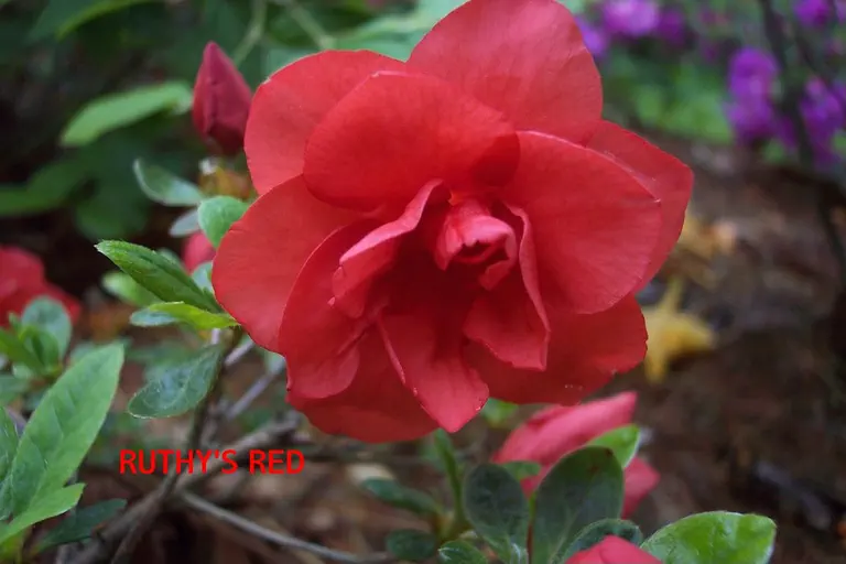 Photo of R. 'Ruthy's Red', Evergreen Azalea Hybrid