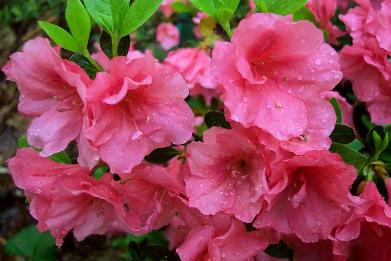 Photo of R. 'Stacy Lynn', Evergreen Azalea Hybrid