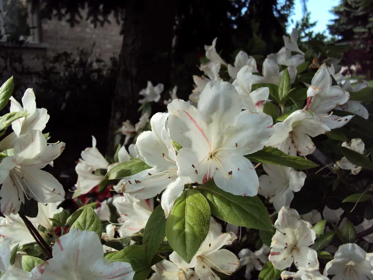 Photo of R. 'Aviator', Evergreen Azalea Hybrid