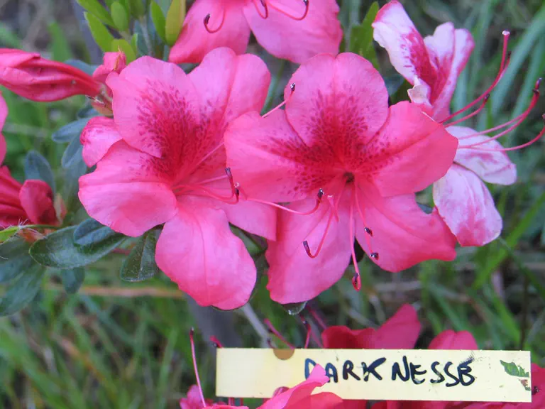 Photo of R. 'Darkness', Evergreen Azalea Hybrid