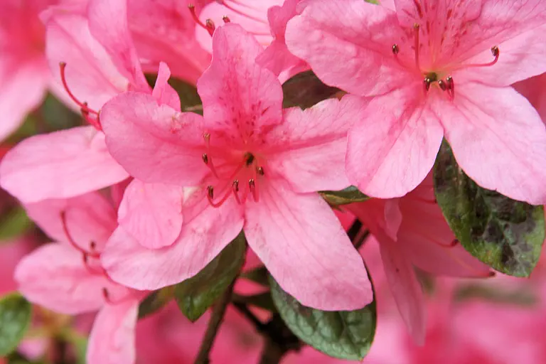 Photo of R. 'Pekoe', Evergreen Azalea Hybrid