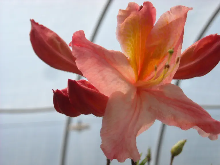 Photo of R. 'Moonlight Rose', Deciduous Azalea Hybrid
