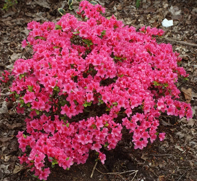Photo of R. 'Michiko', Evergreen Azalea Hybrid