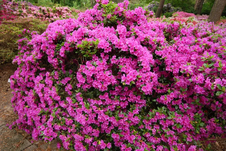 Photo of R. 'Haruko', Evergreen Azalea Hybrid