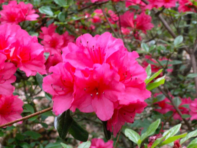 Photo of R. 'Garden State Pink', Evergreen Azalea Hybrid