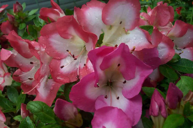 Photo of R. 'Dottie Ann', Evergreen Azalea Hybrid