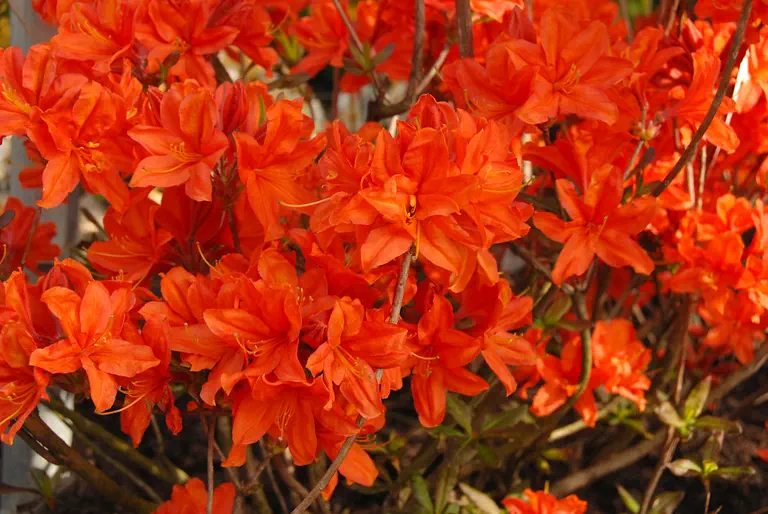 Photo of R. 'Hachmann's Sunny Boy', Deciduous Azalea Hybrid
