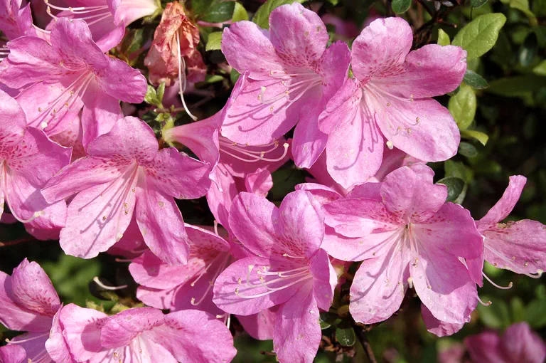 Photo of R. 'Coral Ace', Evergreen Azalea Hybrid