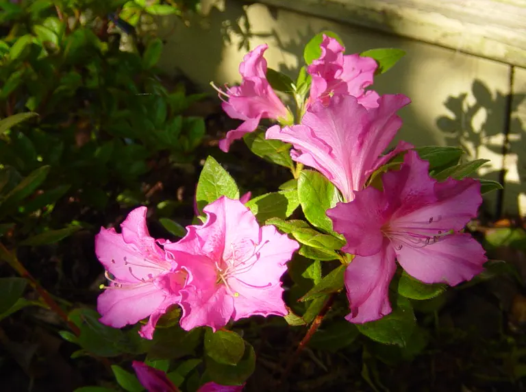 Photo of R. 'Cordial', Evergreen Azalea Hybrid