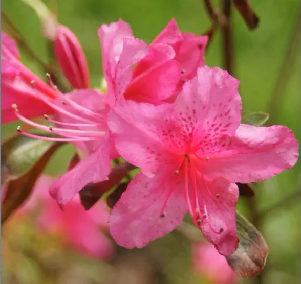 Photo of R. 'Sakura-tsukasa', Evergreen Azalea Hybrid