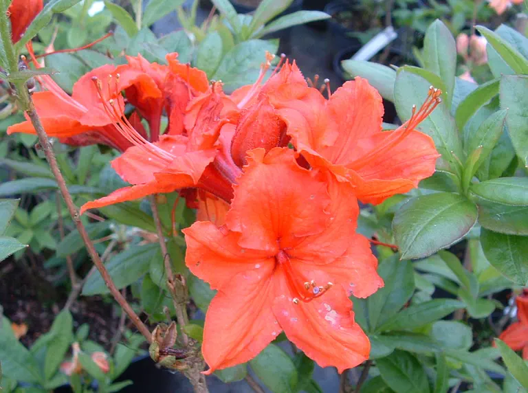 Photo of R. 'Fanal', Deciduous Azalea Hybrid