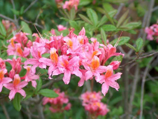 Photo of R. 'Fancy Free', Deciduous Azalea Hybrid