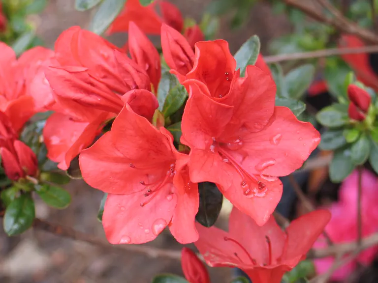 Photo of R. 'Feuerzauber', Evergreen Azalea Hybrid