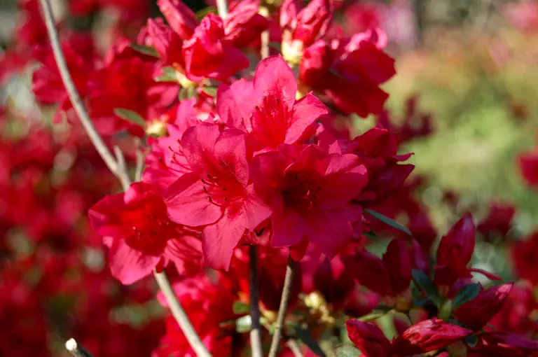 Photo of R. 'Crimson Crest', Evergreen Azalea Hybrid