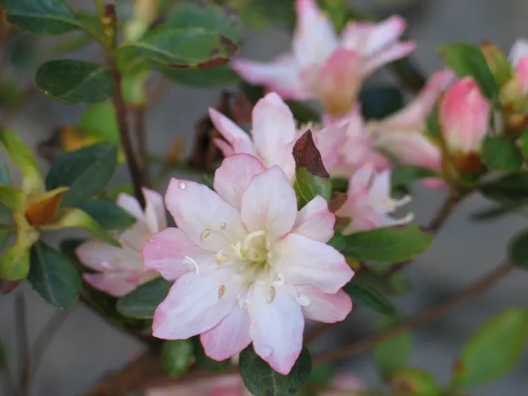 Photo of R. 'Ogi-kasane', Evergreen Azalea Hybrid