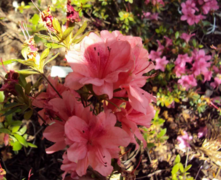 Photo of R. 'Paradise', Evergreen Azalea Hybrid