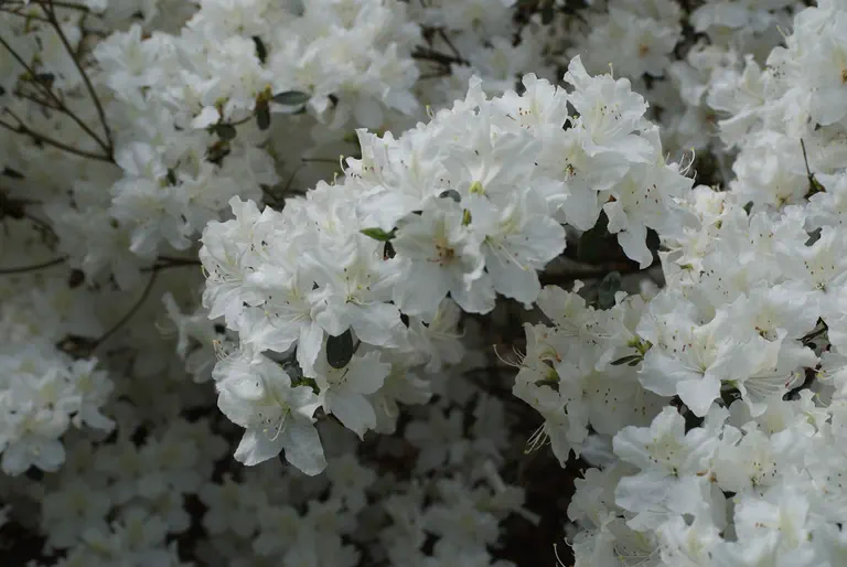 Photo of R. 'Schneeglanz', Evergreen Azalea Hybrid