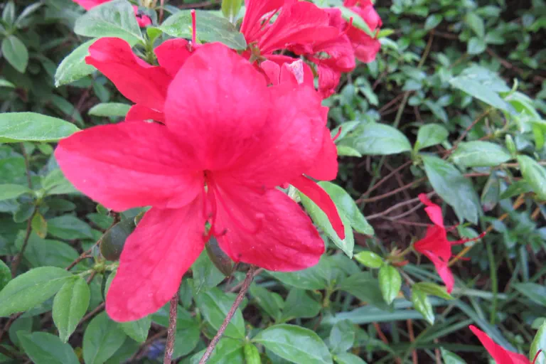 Photo of R. 'John Cairns', Evergreen Azalea Hybrid