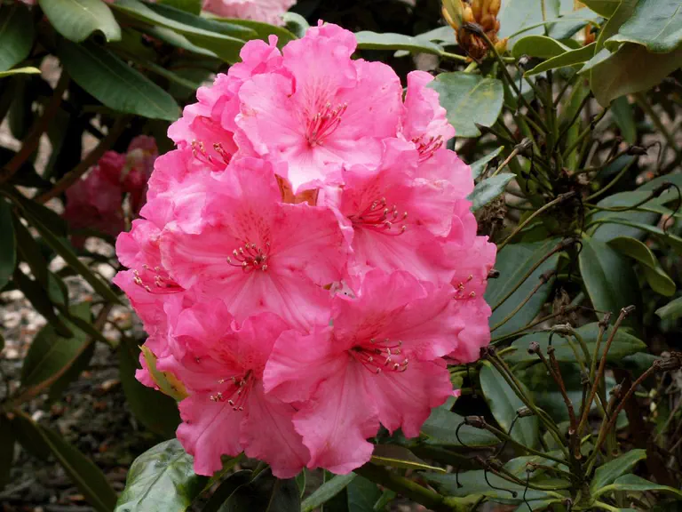 Photo of R. 'Deep Pink', Evergreen Azalea Hybrid