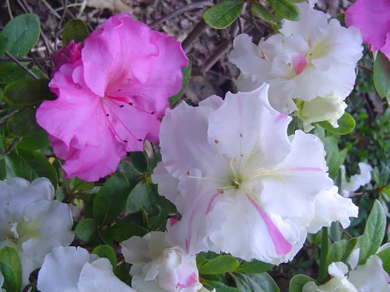 Photo of R. 'Denise Ann', Evergreen Azalea Hybrid