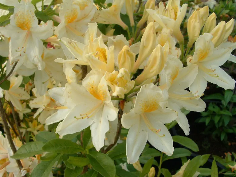 Photo of R. 'Nancy Buchanan', Deciduous Azalea Hybrid