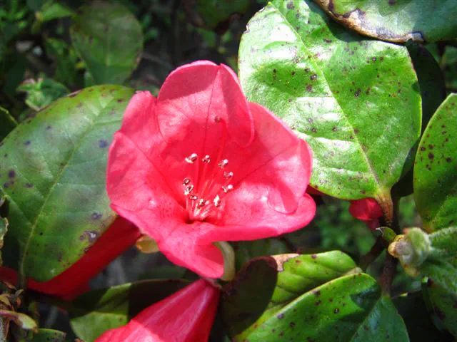 Photo of R. 'Anny', Evergreen Azalea Hybrid