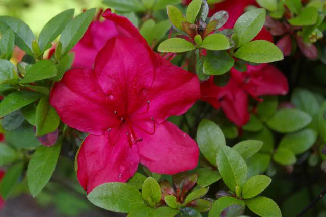 Photo of R. 'Addy Wery', Evergreen Azalea Hybrid