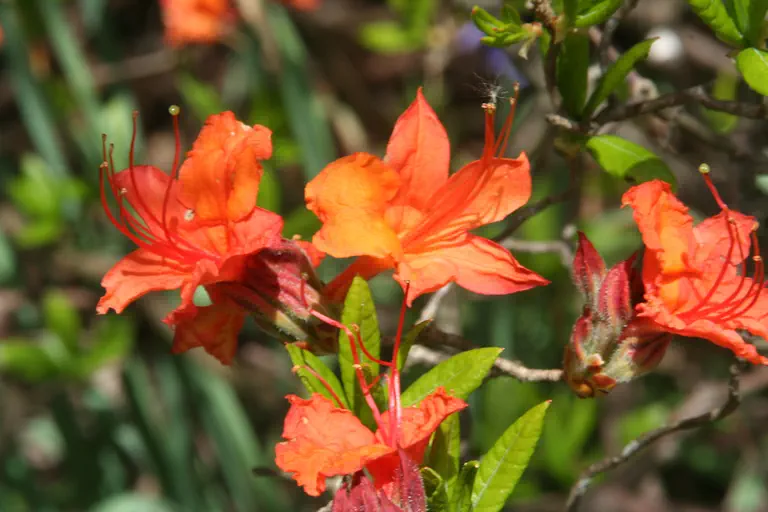 Photo of R. 'Igneum Novum', Deciduous Azalea Hybrid