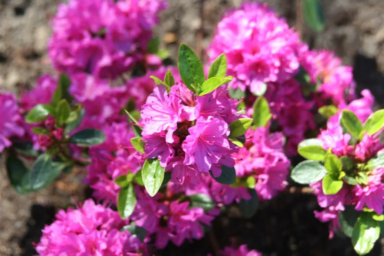 Photo of R. 'Hiroko', Evergreen Azalea Hybrid