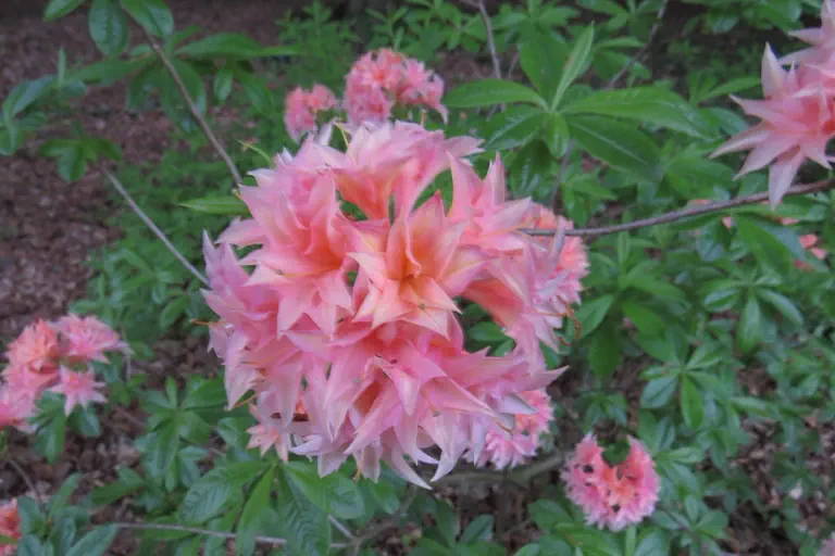 Photo of R. 'Racine', Deciduous Azalea Hybrid
