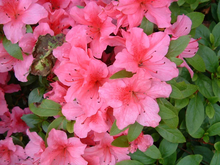 Photo of R. 'Chippewa', Evergreen Azalea Hybrid
