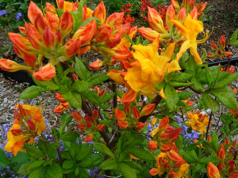 Photo of R. 'Lady Jane', Deciduous Azalea Hybrid