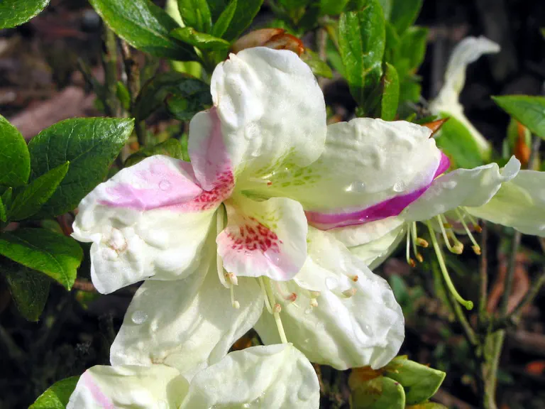 Photo of R. 'Aikoku', Evergreen Azalea Hybrid