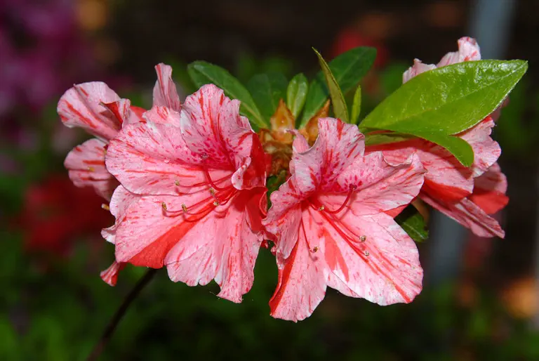 Photo of R. 'Kakie', Evergreen Azalea Hybrid