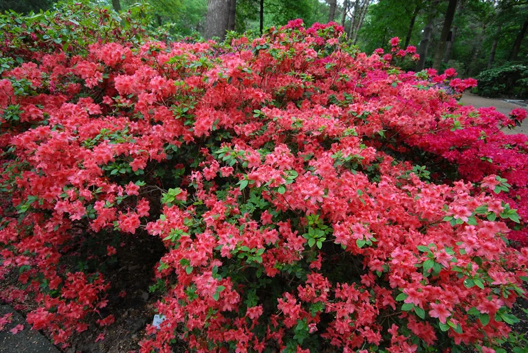 Photo of R. 'Kakiemon', Evergreen Azalea Hybrid