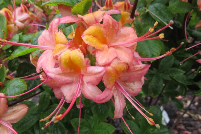 Photo of R. 'Queen of England', Deciduous Azalea Hybrid