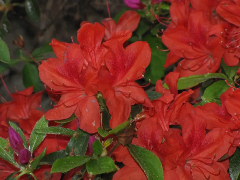 Photo of R. 'Zampa', Evergreen Azalea Hybrid