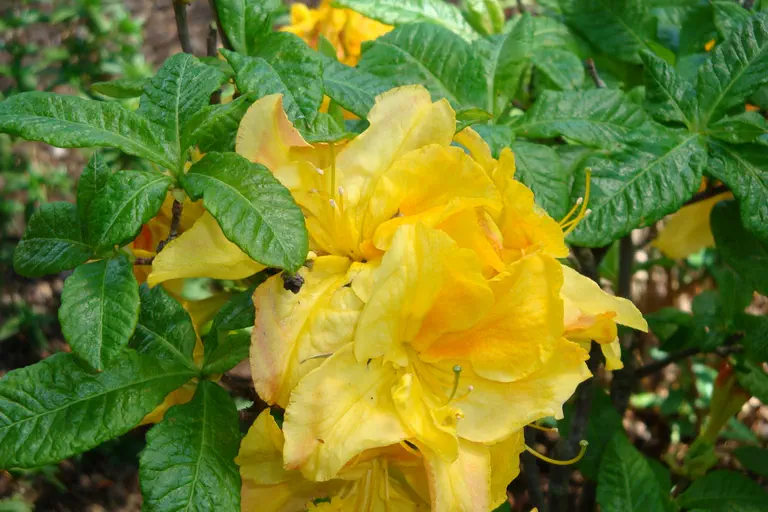 Photo of R. 'Yellow Cloud', Deciduous Azalea Hybrid