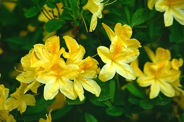 Photo of R. 'Yellow Prince', Deciduous Azalea Hybrid