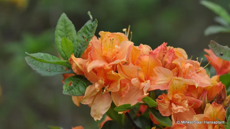 Photo of R. 'Ilam Red Frills', Deciduous Azalea Hybrid