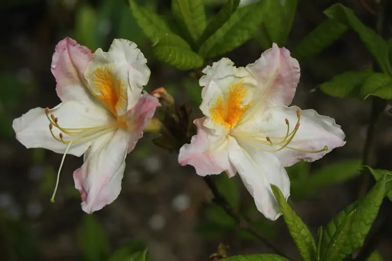 Photo of R. 'Möwe', Deciduous Azalea Hybrid